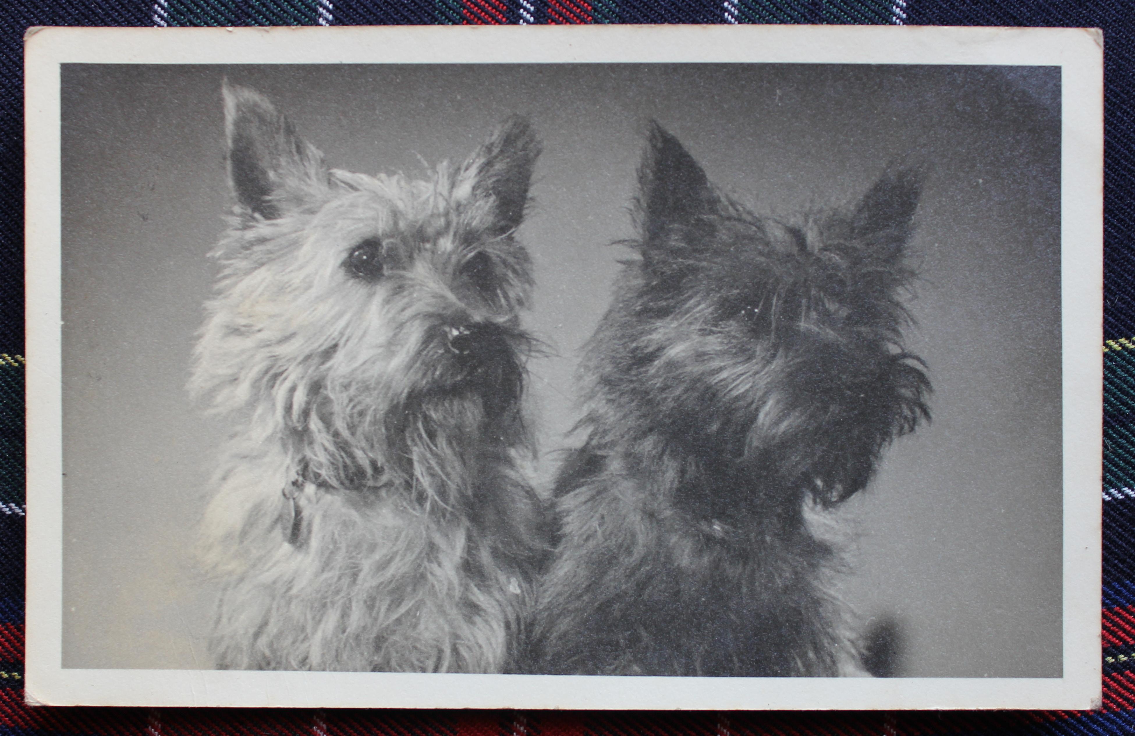 Aunty Molly's Scotties.JPG