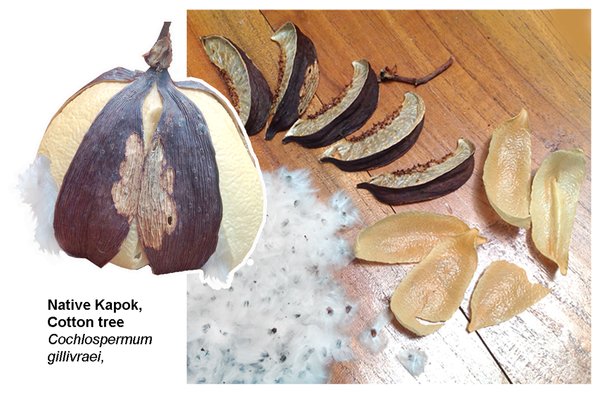 Australian Kapok dried fruit parts.jpg