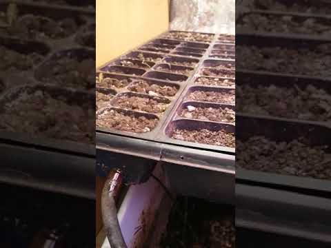 Automated Seedling Nursery