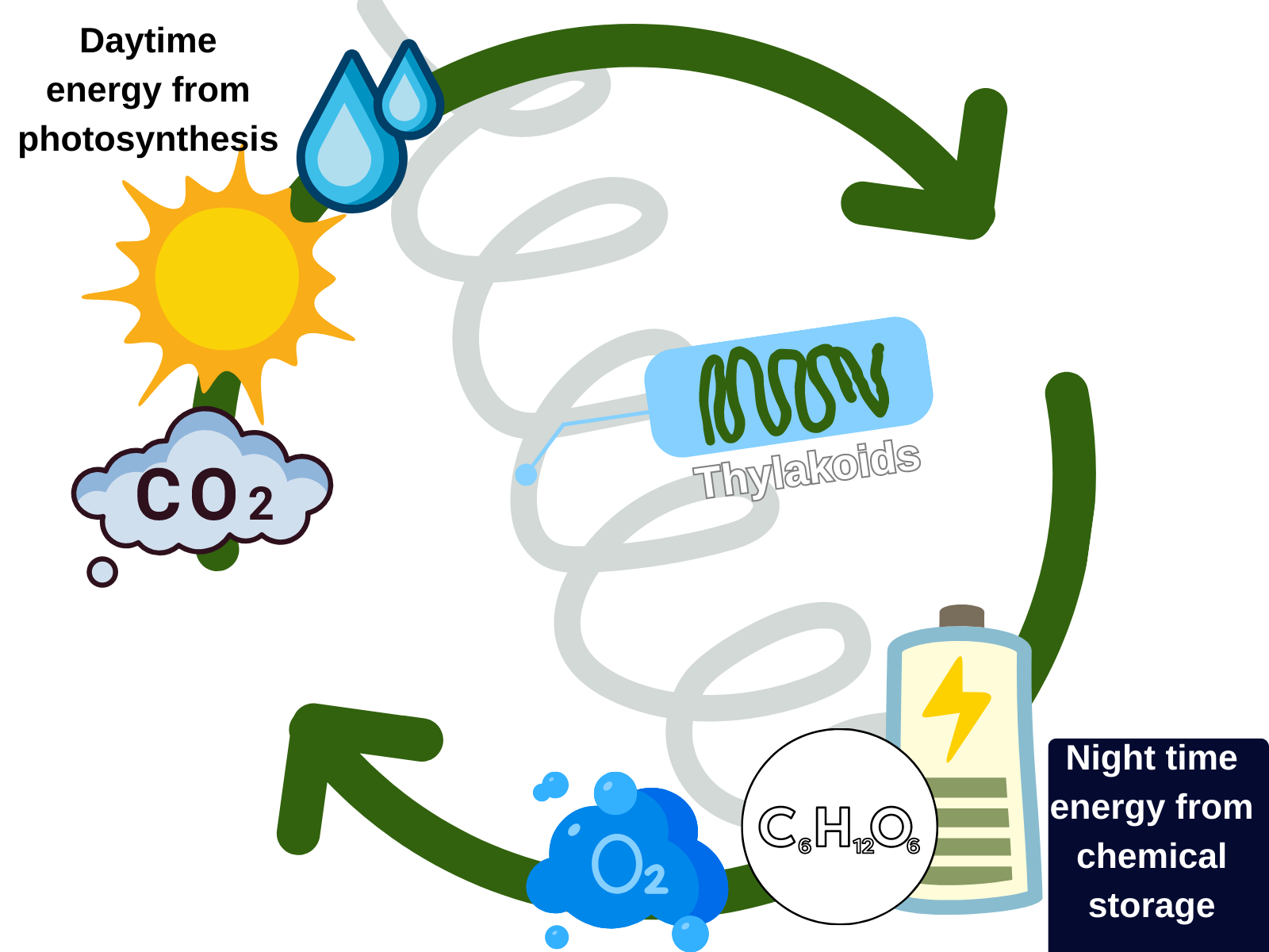 BC-photosynth-respiration (1).png