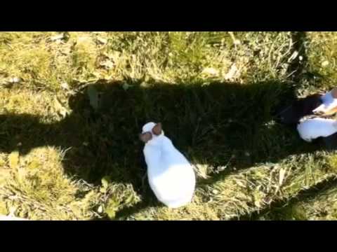 Baby Bunnies in the Playpen