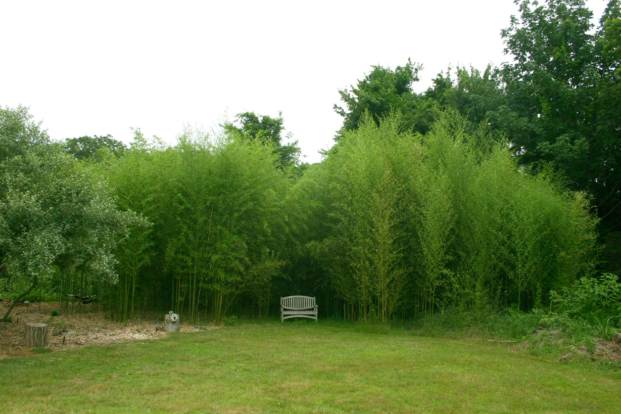 Bamboo1.jpg