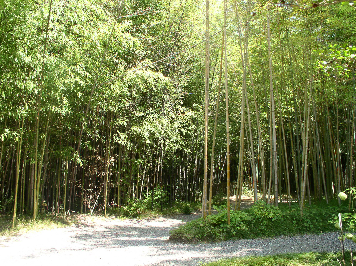 Bamboo_grove_Sukhumi.jpg