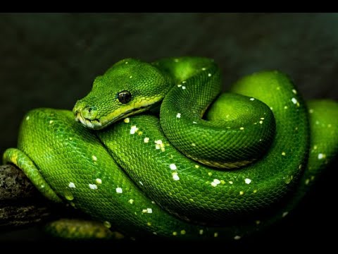 Basic Snake Game in Python 3