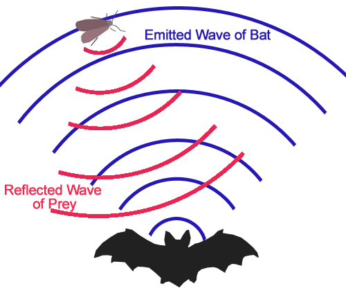 Bat_echolocation.jpg