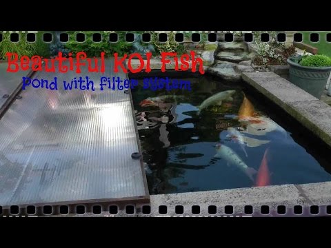 Beautiful KOI Fish   Pond with filter system