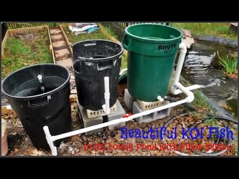 Beautiful KOI Fish  - Pond with Filter System Part 3