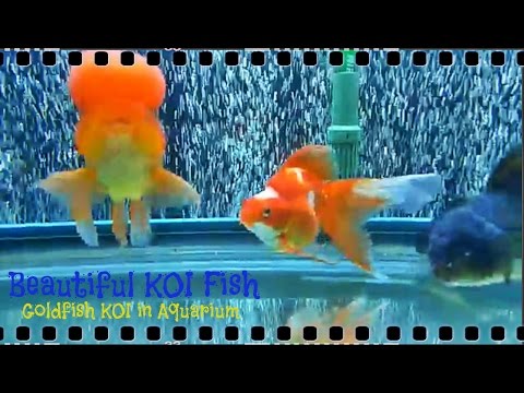 Beautiful KOI Fish -  GoldFish KOI In Aquarium Part 3