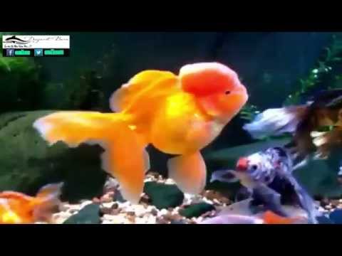 Beautiful KOI Fish - GoldFish KOI In Aquarium 7