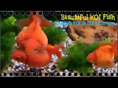 Beautiful KOI Fish - GoldFish KOI In Aquarium Part 2