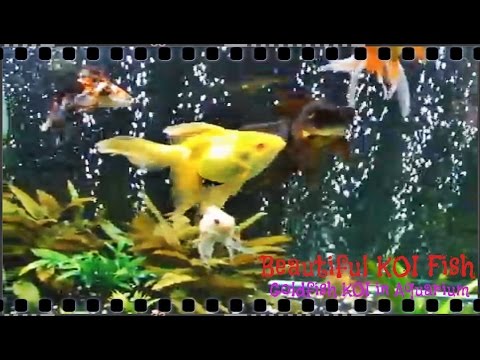 Beautiful KOI Fish - GoldFish KOI In Aquarium Part 4