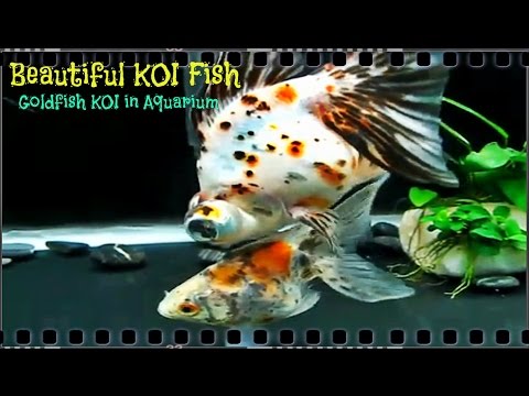 Beautiful KOI Fish - GoldFish KOI In Aquarium Part 6