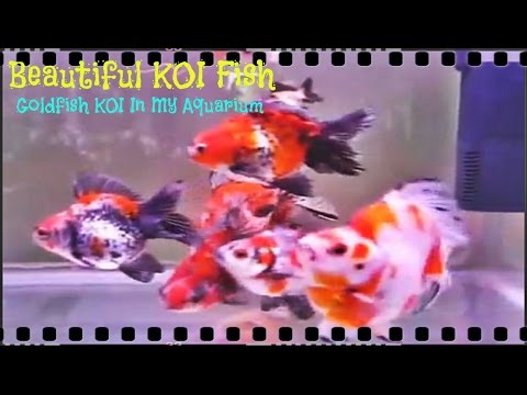 Beautiful KOI Fish - Goldfish KOI Fish in Aquarium