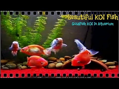 Beautiful KOI Fish - Goldfish KOI in Aquarium Part 10