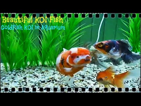 Beautiful KOI Fish - Goldfish KOI in Aquarium Part 8