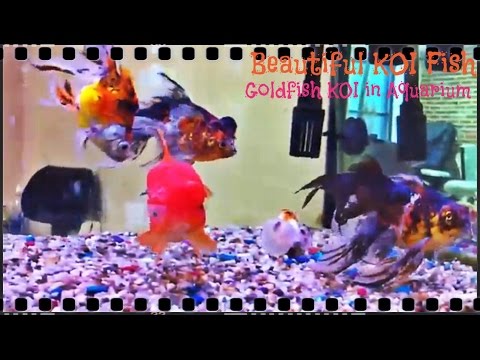 Beautiful KOI Fish - Goldfish KOI in Aquarium Part 9