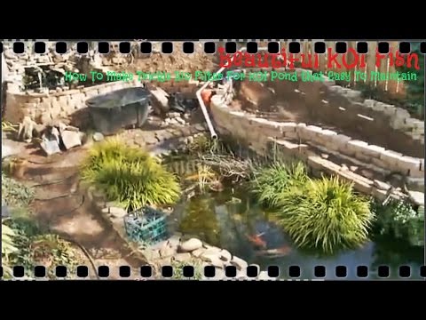 Beautiful KOI Fish - How To Make Trickle Bio Filter For KOI Pond