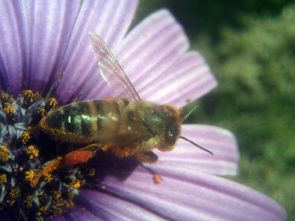 Bee Pollen.jpg