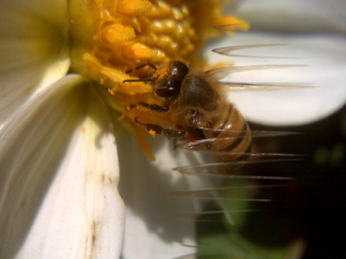 Bee Wing Frequency.jpg