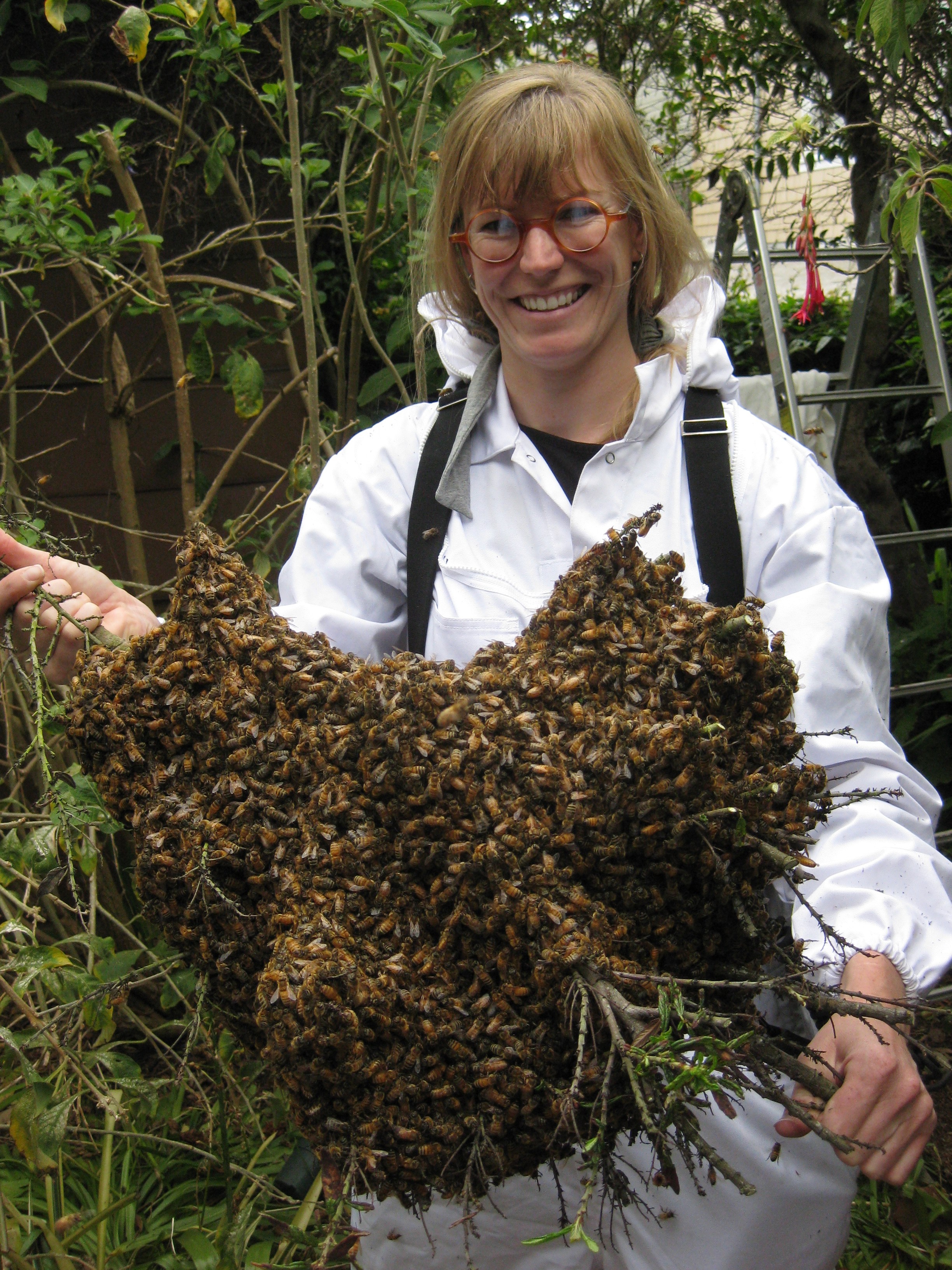 Bee swarm Hermann 022.JPG