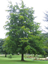 Beech tree.jpg