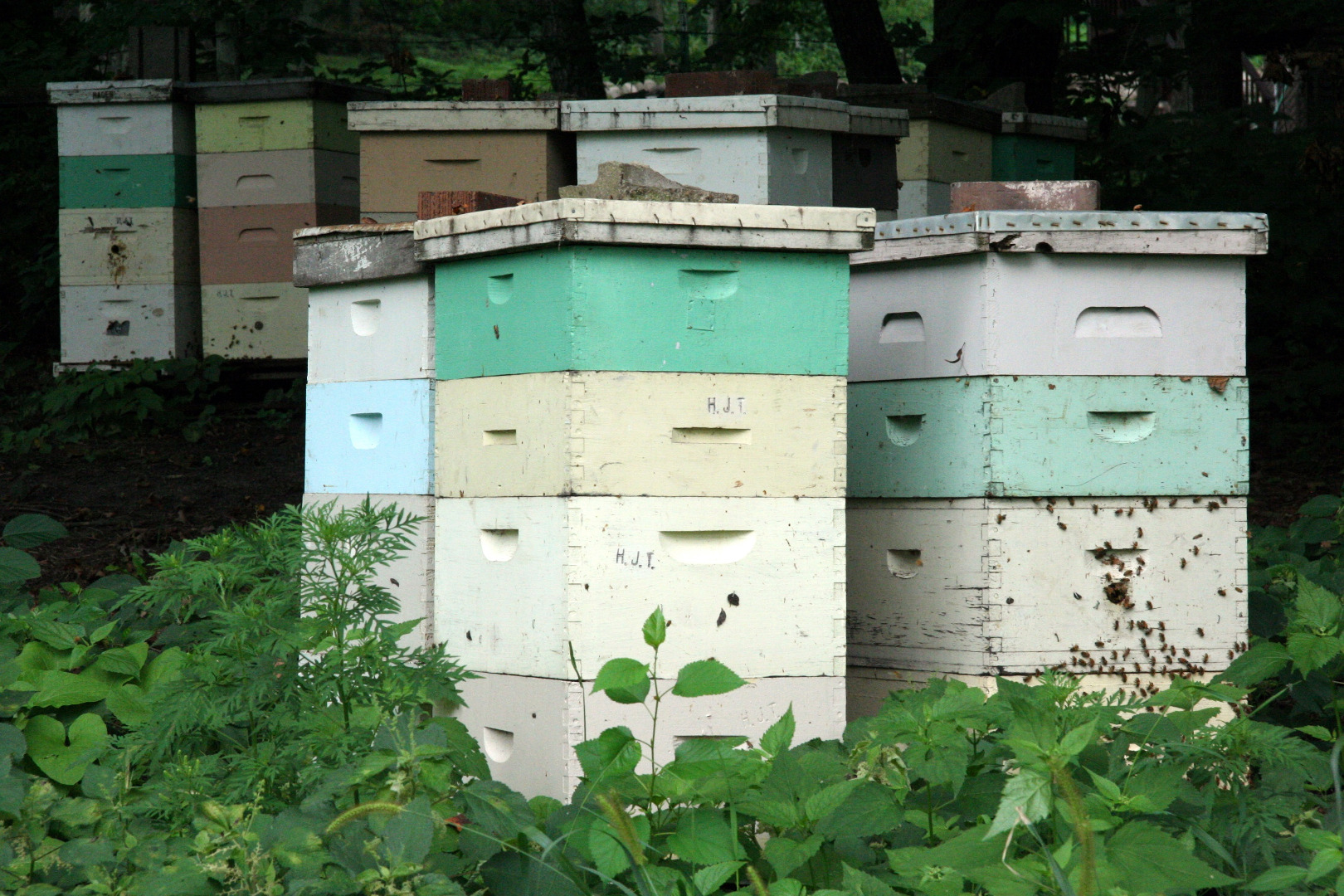 Beehives_in_Mankato,_Minnesota.jpg