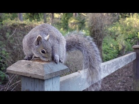 Best Squirrel Close Up