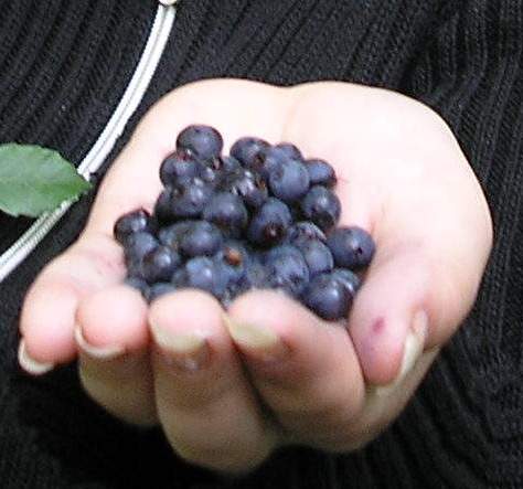 Bilberry 4 wiki.jpeg