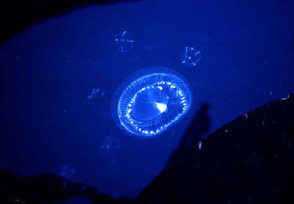 Bioluminescent-Jellyfish.jpg