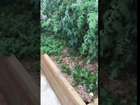 Biowicking bed quick video