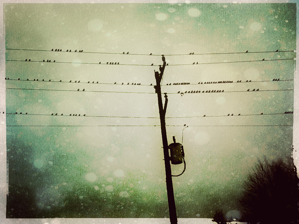 Birds on a Wire...(iPadography).jpg