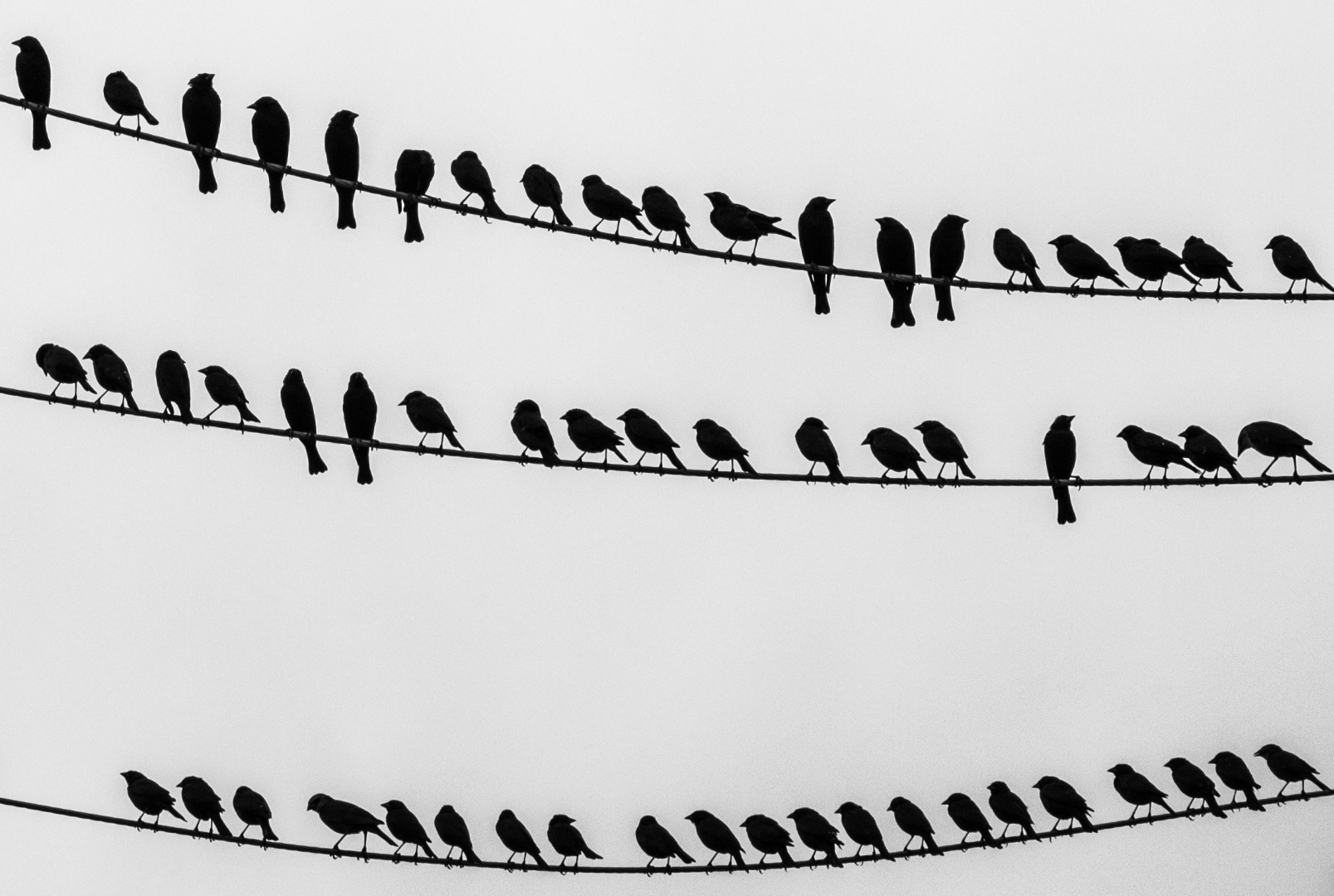 Birds_on_the_wire_-_crop_right.jpg