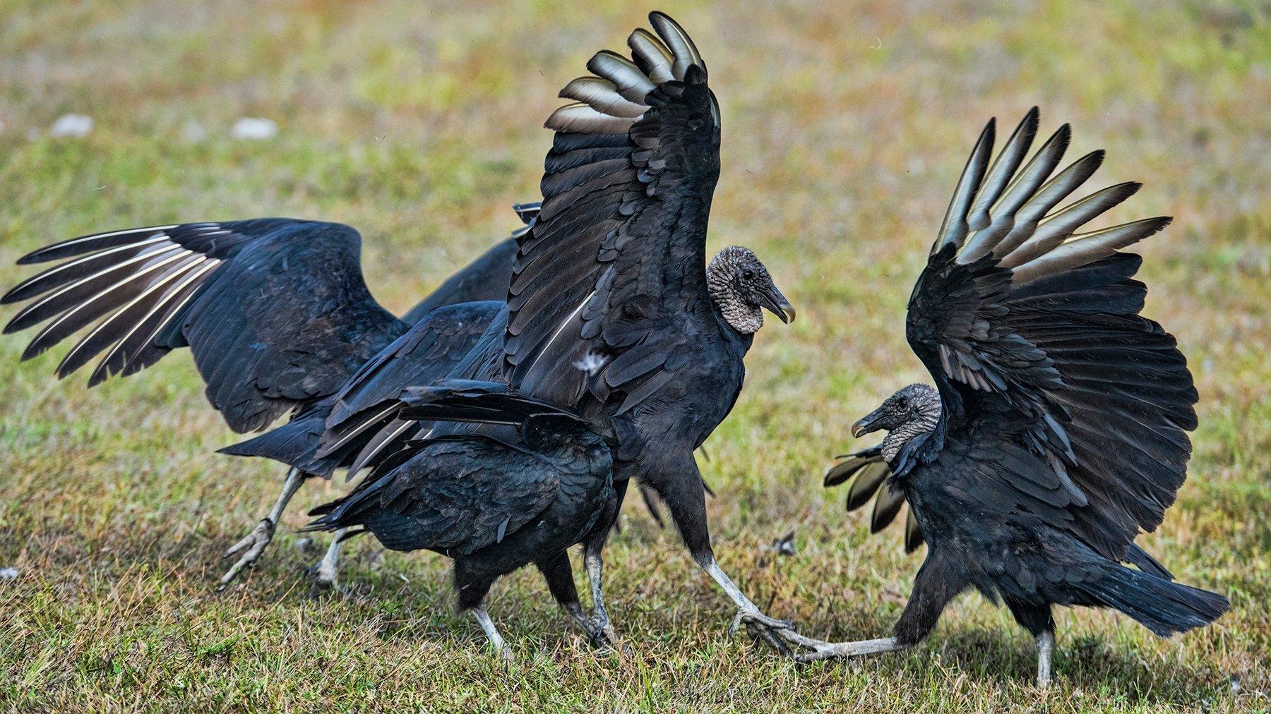 Black+Vultures+credit+Farm+Progress.jpg