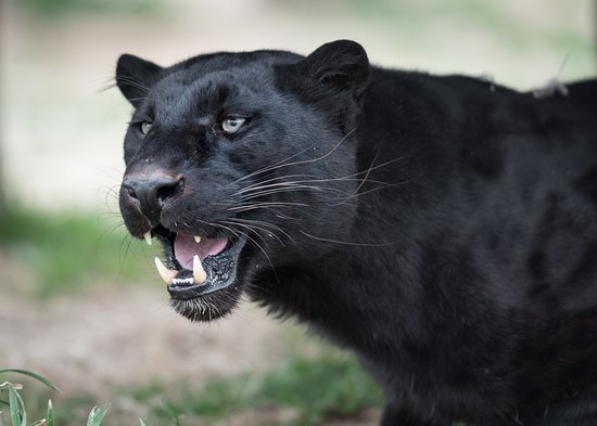 Black_Leopard_Real.jpg