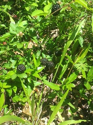 Blackberries.jpg