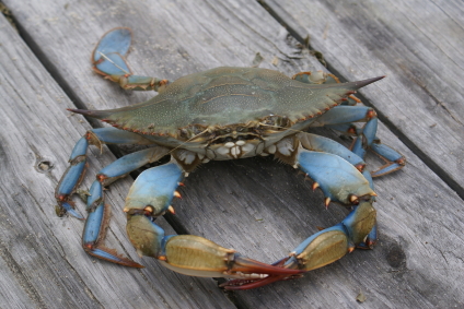 Blue claw crab.jpg