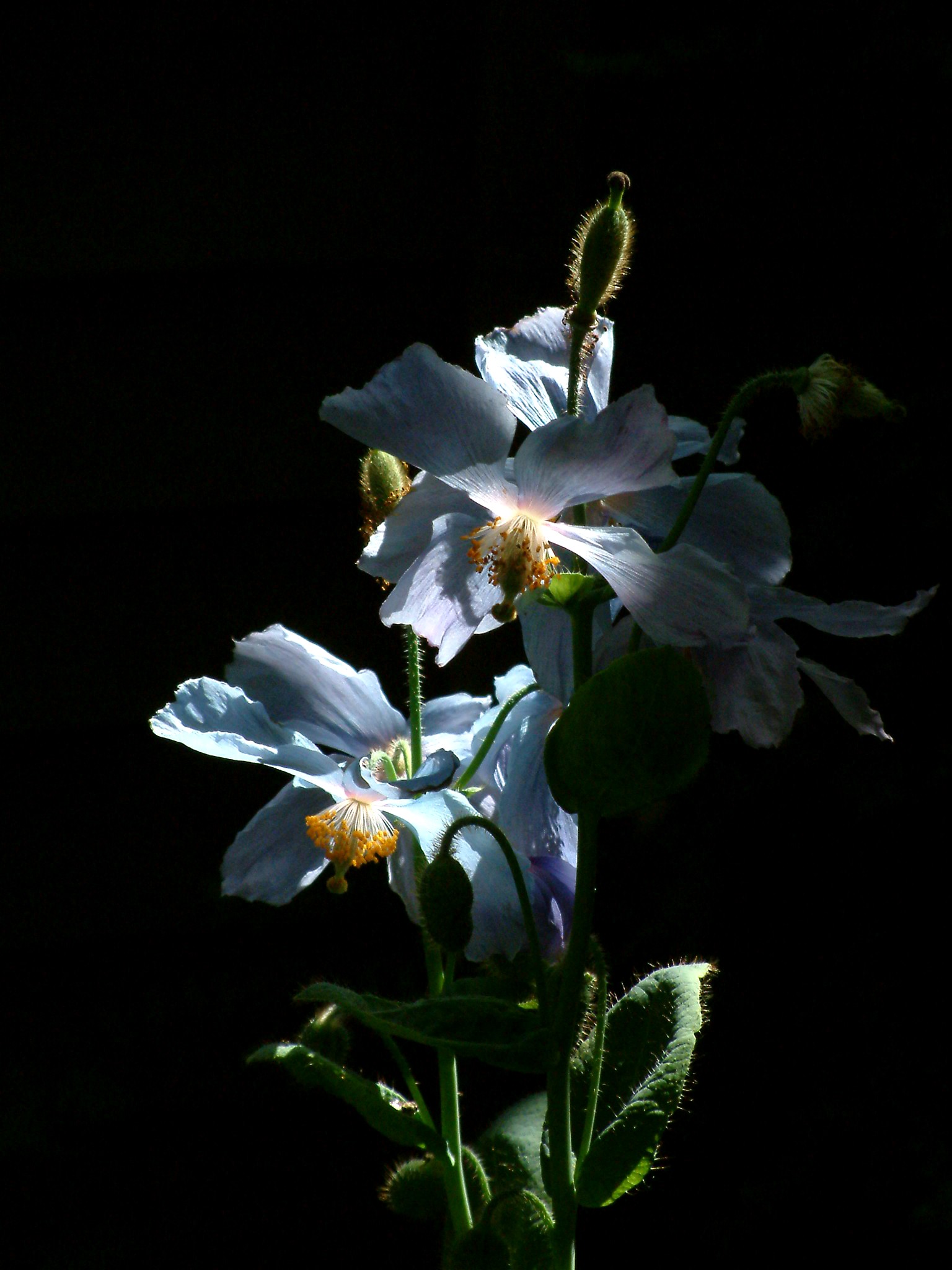 Blue poppies.JPG