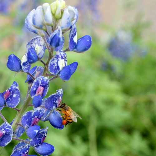 BluebonnetBee.jpg