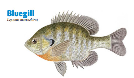 Bluegill.jpg