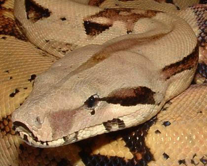 Boa%20Constrictor%20Styles%20is%20his%20name%20Aug%2006.JPG