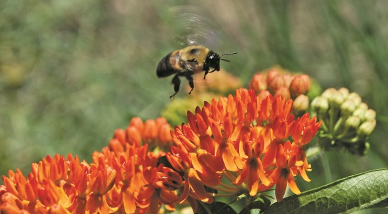 Bombus griseicollis_Asclepias tuberosa.jpg