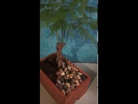 Bonsai