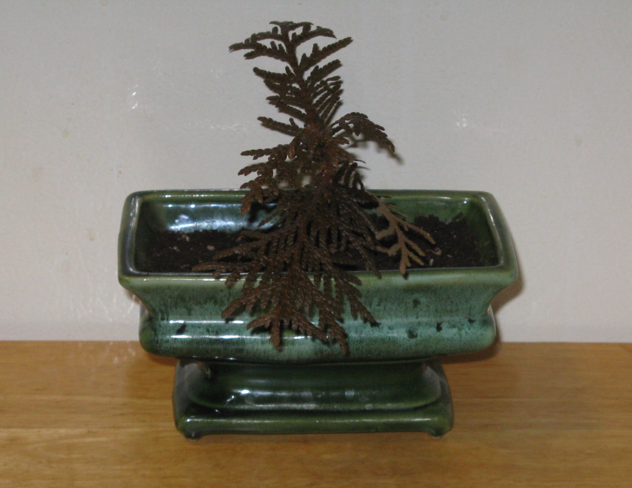 Bonsai 1.jpg