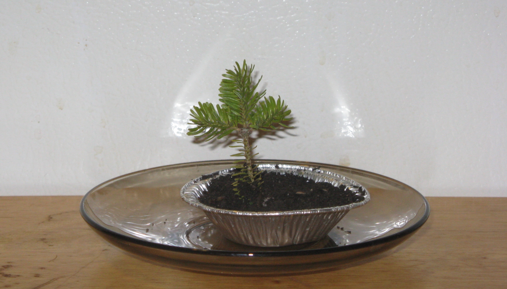 Bonsai 2.JPG