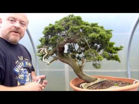 Bonsai Styling - Beautiful Yamadori Juniper by Graham Potter