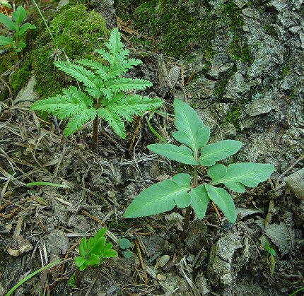 Botrychium_dissectum_plants.jpg