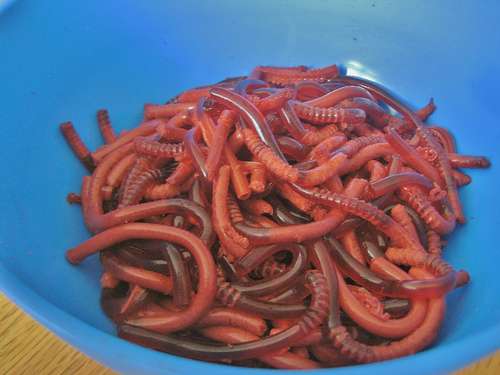 Bowl-of-Worms-Anyone.jpg