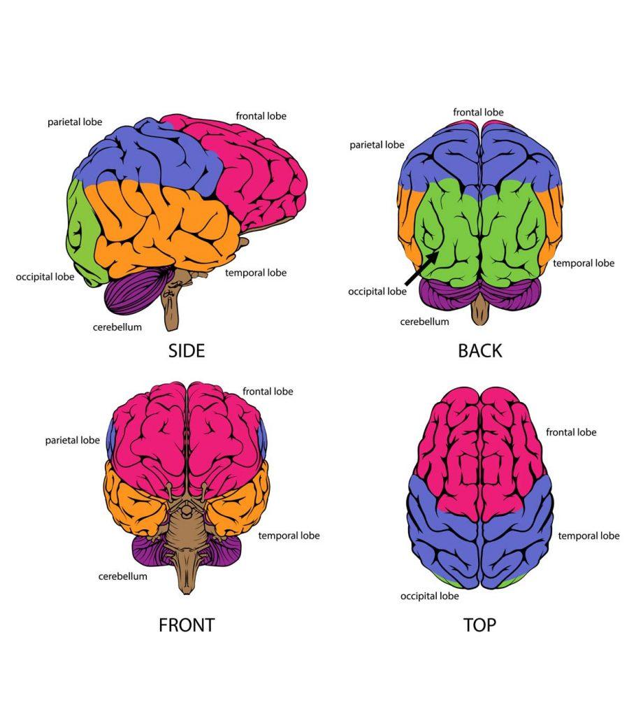 Brain-Parts-And-Functions-Explained-For-Kids-910x1024.jpg