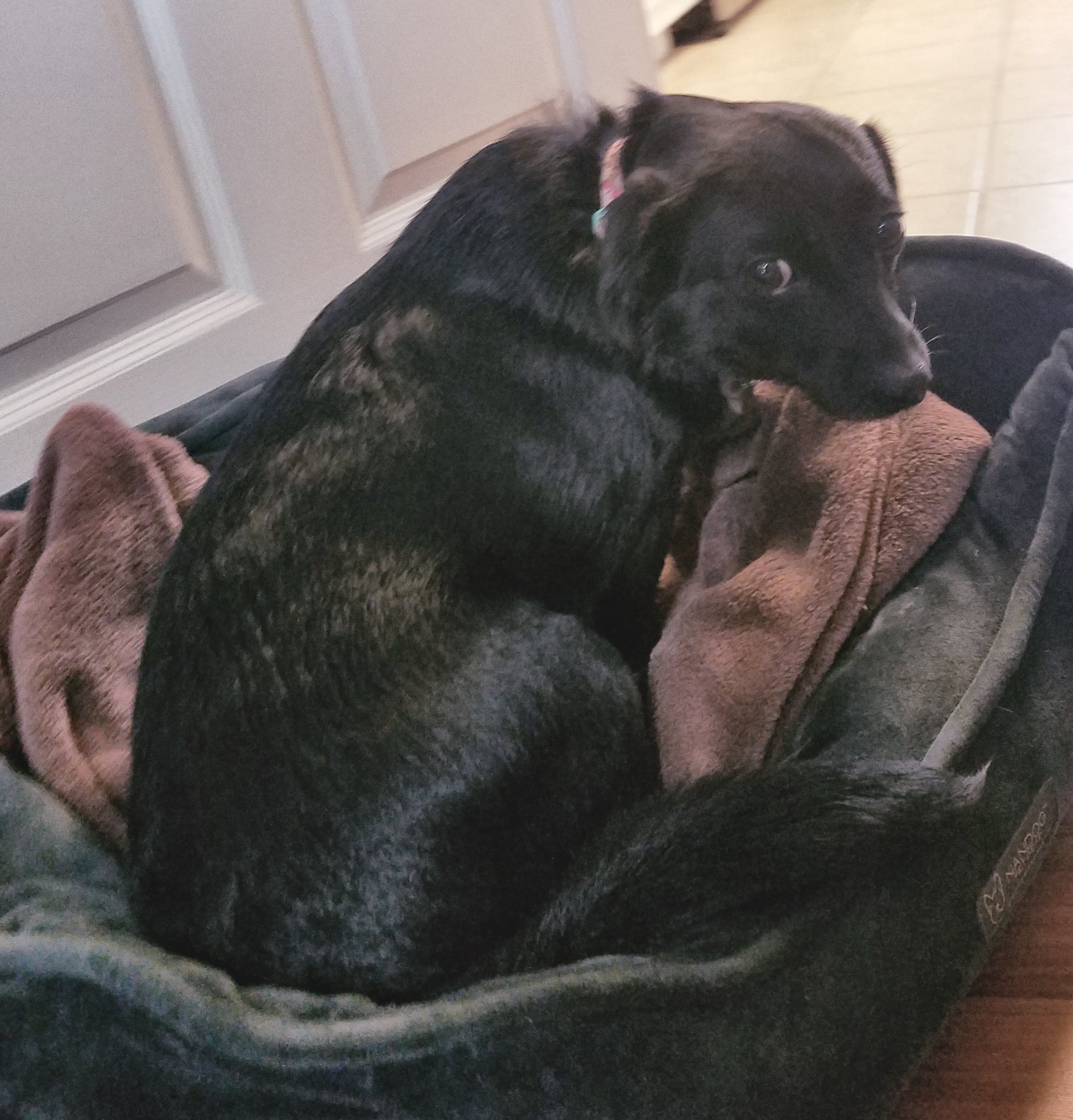 Brew dog in basket.jpg