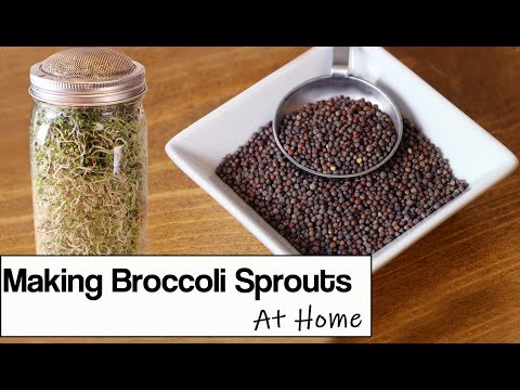 Broccoli Sprouts: How to Grow Them at Home (in a Jar)